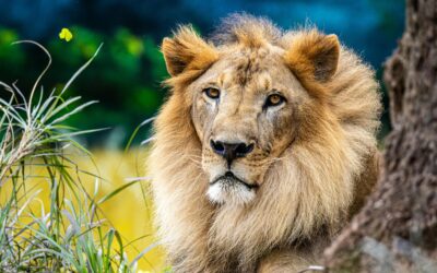 O que acontece se eu não pagar a dívida com a Receita Federal?